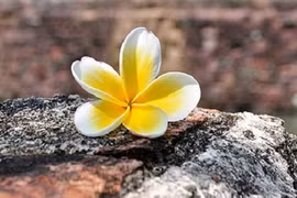 Cái giá của “Công, dung, ngôn, hạnh”?