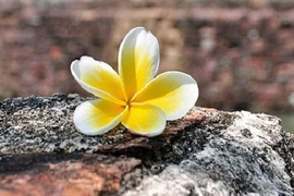 Cái giá của “Công, dung, ngôn, hạnh”?