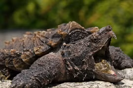 Điểm mặt những loài rùa không giống ai nhất (2)