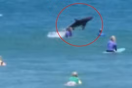 Kinh hãi cảnh cá mập nhảy lên trước mặt người 
