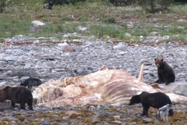 Gấu và sói bắt tay xẻ thịt xác cá voi