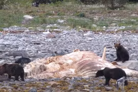 Gấu và sói bắt tay xẻ thịt xác cá voi