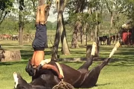 Kỳ lạ chuyện ngựa tập yoga