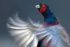 Ảnh thiên nhiên hoang dã Scotland: Gà lôi nhảy giao phối