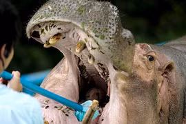 Ảnh động vật tuần: Chết cười xem hà mã đánh răng