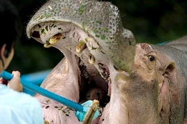 Ảnh động vật tuần: Chết cười xem hà mã đánh răng