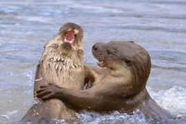 Kinh hoàng màn tập trận của rái cá