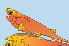 Cơ quan sinh dục thời đầu của động vật ở đâu?