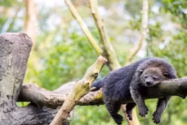 Những mùi thơm khó cưỡng tỏa ra từ... động vật