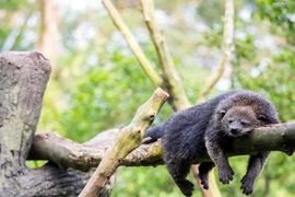 Những mùi thơm khó cưỡng tỏa ra từ... động vật