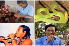 Những dị nhân Việt ăn tươi... rắn lục đuôi đỏ, thú sống