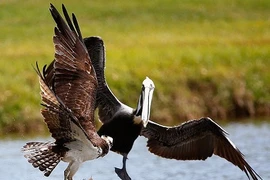 Ảnh động vật tuần: Bồ nông cả gan cướp mồi ưng biển