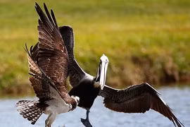 Ảnh động vật tuần: Bồ nông cả gan cướp mồi ưng biển