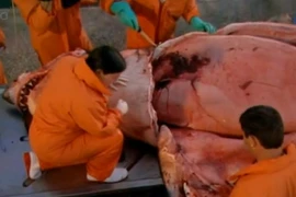 Cận cảnh mổ xẻ nội tạng cá mập trắng khổng lồ