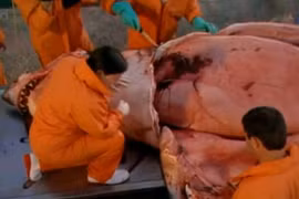 Cận cảnh mổ xẻ nội tạng cá mập trắng khổng lồ