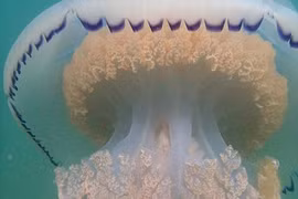 Tận mục sứa khủng rộng hàng mét, nặng 20kg