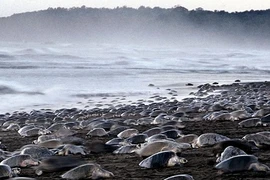 Hoành tráng cảnh hàng nghìn rùa cùng vượt cạn