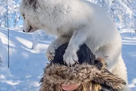 Thót tim cáo Bắc cực nhảy lên đầu người