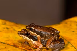 Tuyệt chiêu tán tỉnh mùa giao phối của ếch