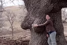 Điểm danh những thân cây quái đản nhất hành tinh (9)