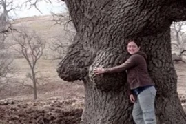 Điểm danh những thân cây quái đản nhất hành tinh (9)