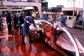 Xót xa cảnh cá voi bị tàn sát đẫm máu