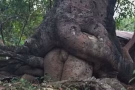 Điểm danh những thân cây quái đản nhất hành tinh (3)