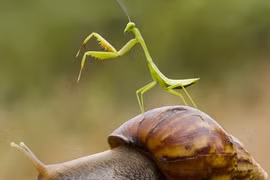 Ảnh động vật tuần qua: Bọ ngựa cưỡi ốc sên