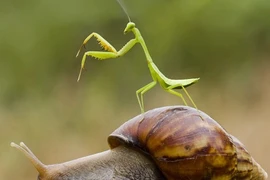 Ảnh động vật tuần qua: Bọ ngựa cưỡi ốc sên