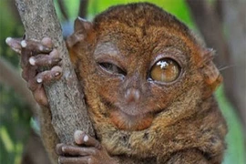 Điểm mặt động vật có thần nhãn xuất sắc nhất