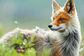 Ảnh gây phấn khích của loài cáo đáng yêu ở Bắc cực 