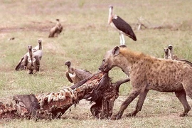 Điểm mặt những loài có khả năng phi thường nhất