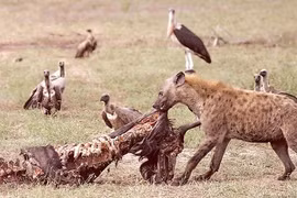 Điểm mặt những loài có khả năng phi thường nhất