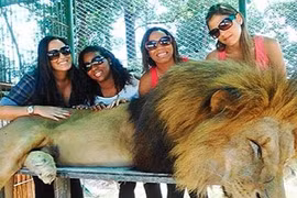 Sở thú tiêm chất kích thích sư tử chụp ảnh ngoan hiền