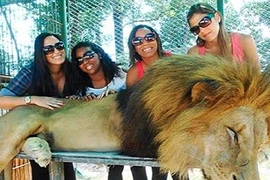 Sở thú tiêm chất kích thích sư tử chụp ảnh ngoan hiền