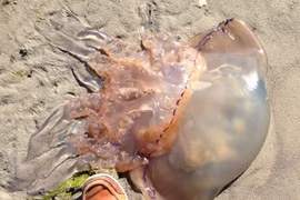 Sứa khổng lồ sẽ xâm chiếm bờ biển Anh?