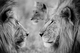 Ảnh dữ dội và tuyệt mỹ về động vật hoang dã châu Phi