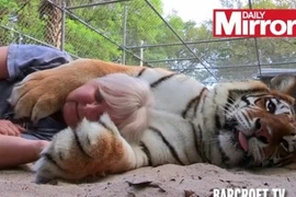 Giỡn mạng chơi đùa cùng hổ Belgal 