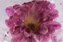 Vẻ đẹp bất tử trong băng giá