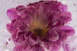 Vẻ đẹp bất tử trong băng giá