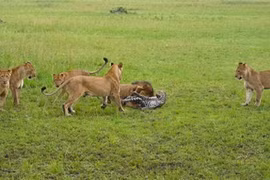 Hỗn chiến kinh hoàng 1 chọi 9 của báo đốm