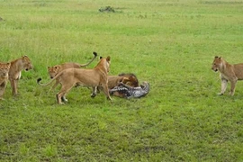 Hỗn chiến kinh hoàng 1 chọi 9 của báo đốm