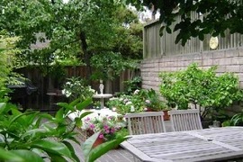 Những cây phong thủy tăng tài lộc, nên trồng trong nhà