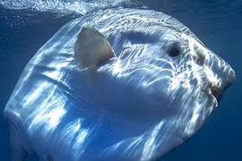 Chiêm ngưỡng cá khổng lồ, đầu… gấu