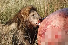 Sư tử thưởng thức đại tiệc đẫm máu trên xác hà mã