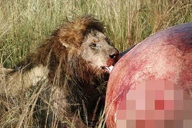 Sư tử thưởng thức đại tiệc đẫm máu trên xác hà mã