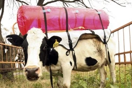 Dùng khí thải do đầy hơi của bò làm điện