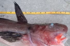 Cá lạ, trông như sinh vật thời tiền sử