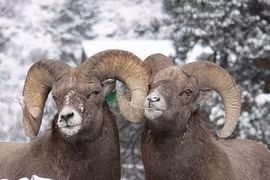 Khi động vật đồng tính 