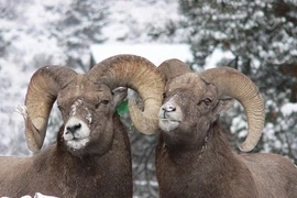 Khi động vật đồng tính 